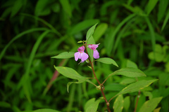 Impatiens balsamina var. macrantha